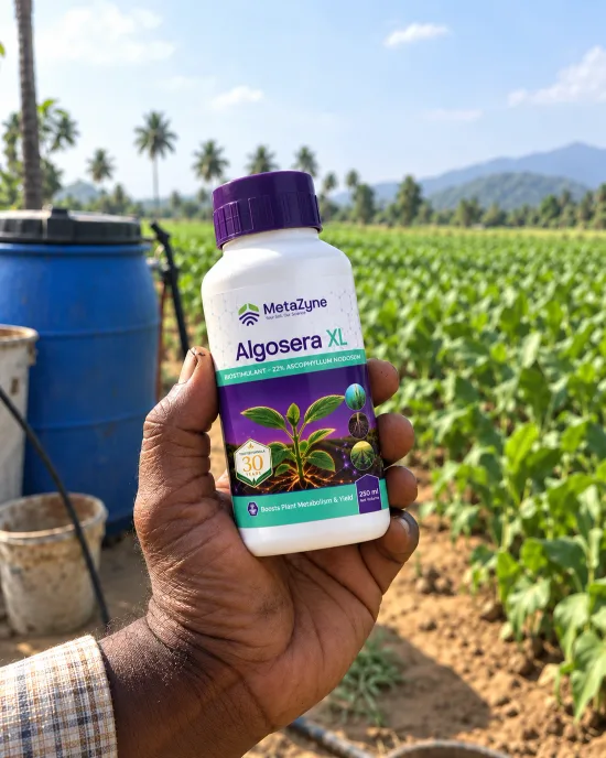 Farmer holding an Algosera XL bottle in front of a coconut-palm-lined field with a drip line and blue drum