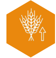 Wheat ears beside a rising arrow