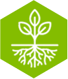 Seedling over a spreading root network