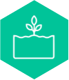 Seedling in a healthy soil bed