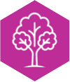 Full, leafy tree canopy