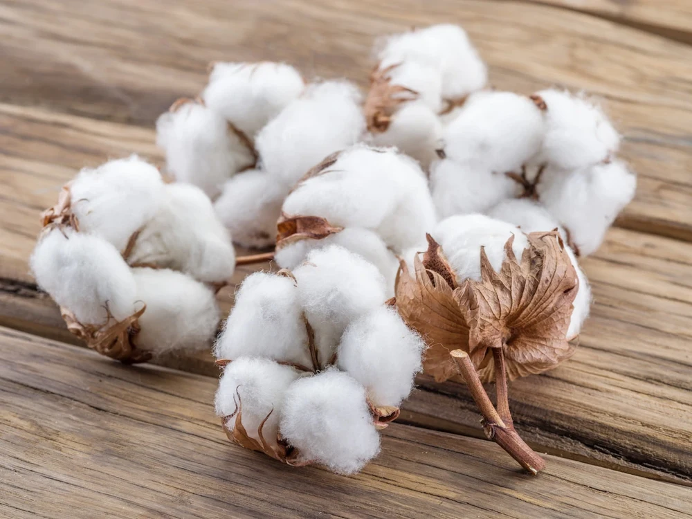 Cotton bolls ready for harvest