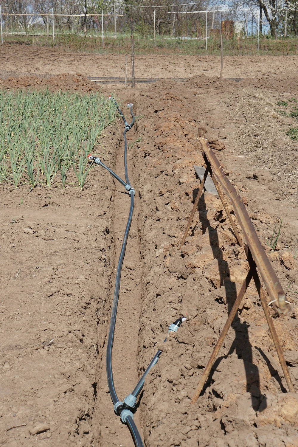 Drip irrigation line feeding a crop row