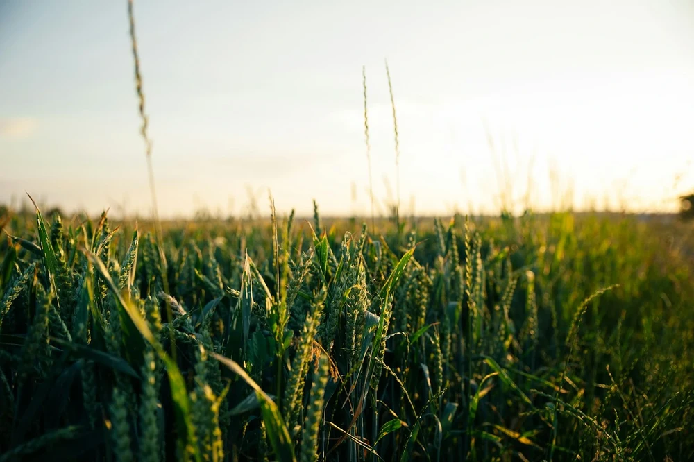 Close-up of a green wheat field