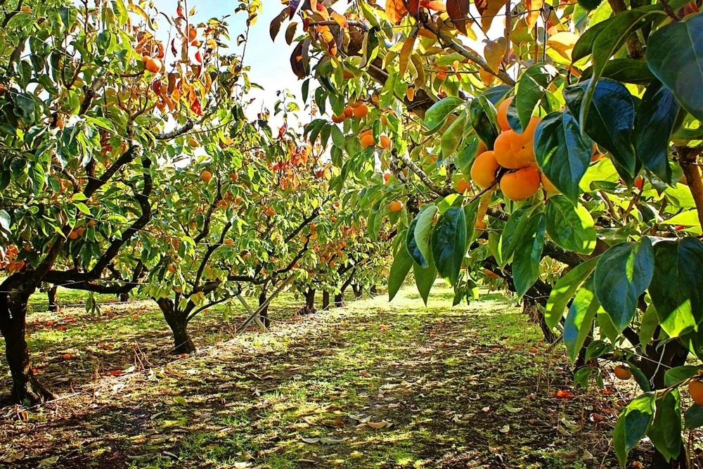 Persimmon orchard rows heavy with ripe fruit