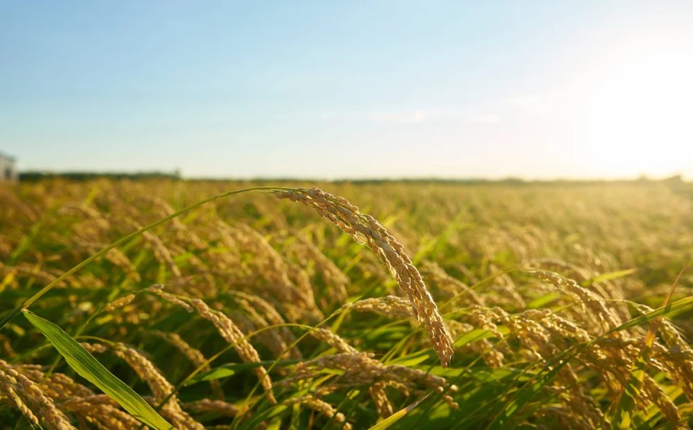 A golden rice paddy field with grain heads at sunset