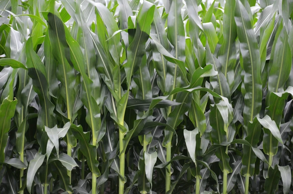 Dense rows of a healthy green crop field