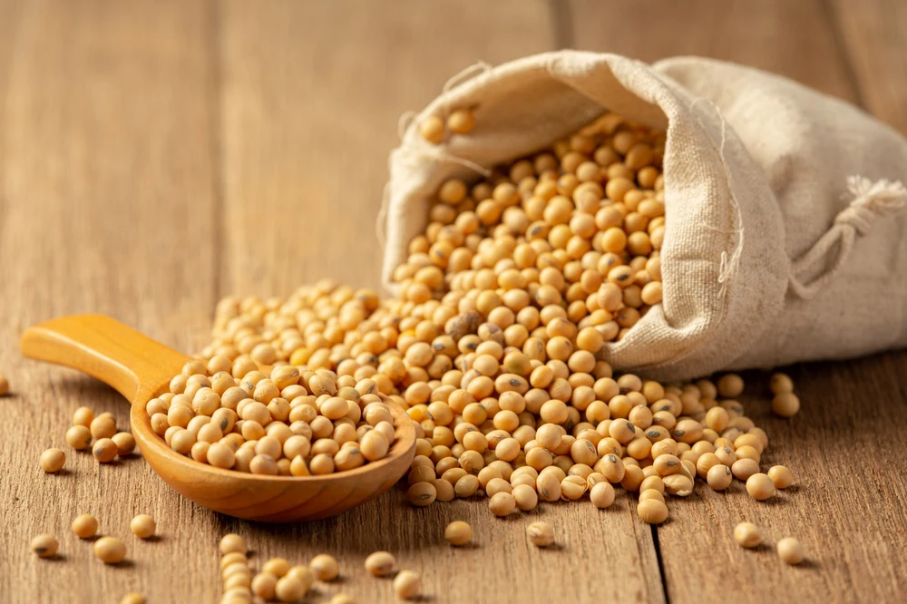 Soybeans spilling from a burlap sack with a wooden scoop