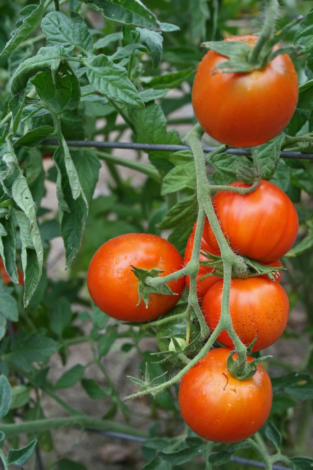 Ripe tomatoes on the vine