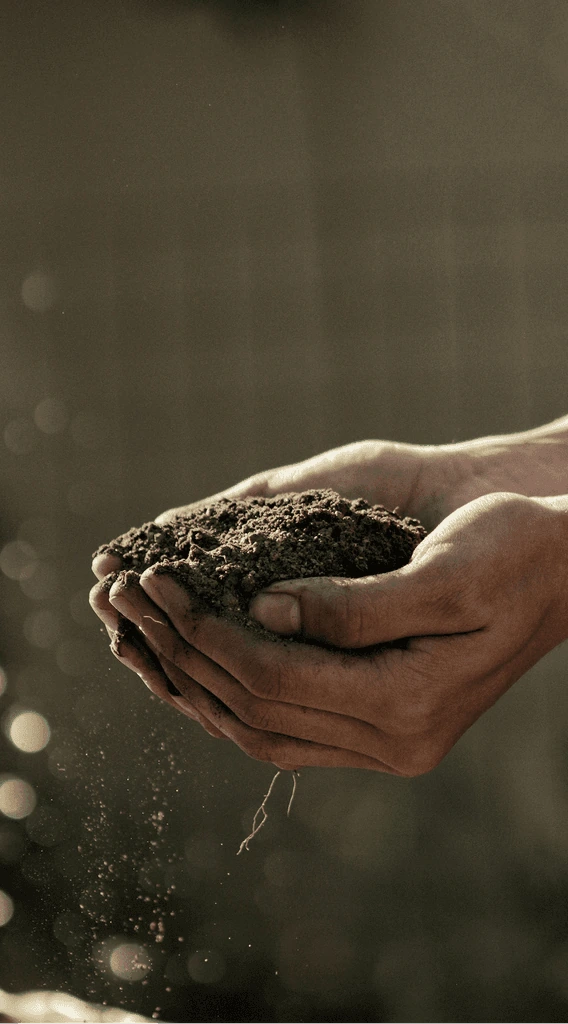 Hands holding a clump of rich soil