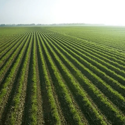 Aerial view of furrowed crop rows