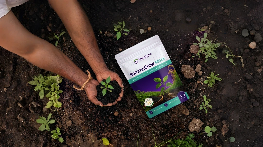 Farmer's hands cupping a young seedling beside a SemmaGrow Maxx pouch in a tilled vegetable bed