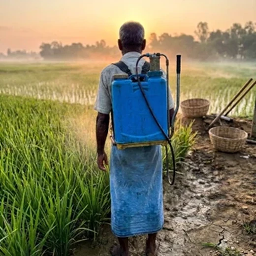 Farmer applying the solution during early morning light